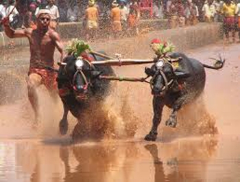 Kambala 